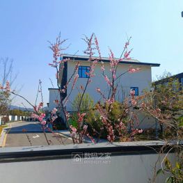 近距离看这个标准的树