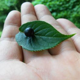 叶上果：在张家界拍的，树叶上面有个果实，很奇怪