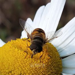 采蜜的不都是蜜蜂、蝴蝶，还有这种假装蜜蜂的蜂蝇！