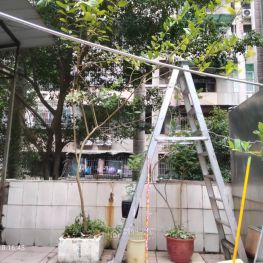 我的柠檬园