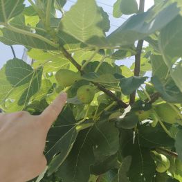 在外面拍了个结果子的树，不知道是啥品种