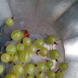 谁认识吃过这个水果