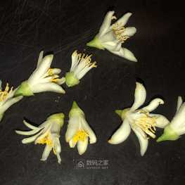 佛手开花了！可但是！