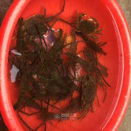 捞点虾米