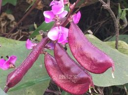 体验乡下的生活