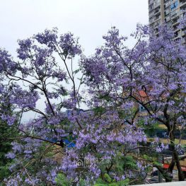 又是一年蓝花开，落英缤纷满地紫！
