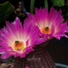 再来一组“微距”：多肉植物的花花，都是手机拍的，大家将就看哈！