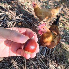 上山捡锥栗，带刺的坚果，建瓯特色农产品