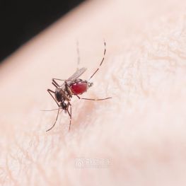 借个尼康Z6三试试微距效果