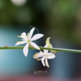 路边随拍 花花草草