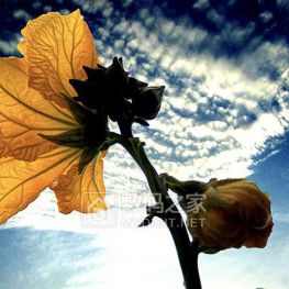 丝瓜花