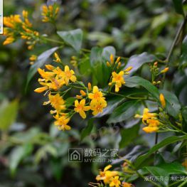 断肠草:美丽与危险并存的花卉
