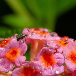 昨天改对焦灯，今天雨后去拍了几张，自我感觉还将就吧？