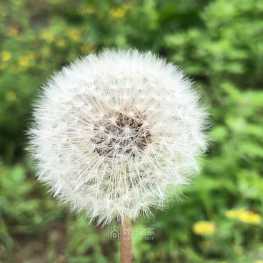 路边的野花