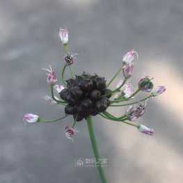 这个是人参嘛？