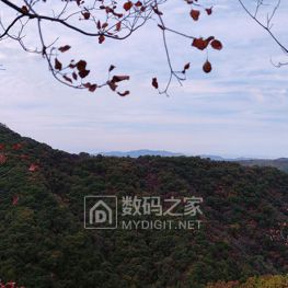 周末随手拍——求红叶而不遇