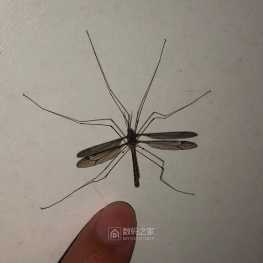 是蚊子吗