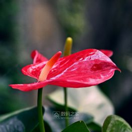 花烛，盆栽的小品