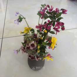看看我弄的鲜花