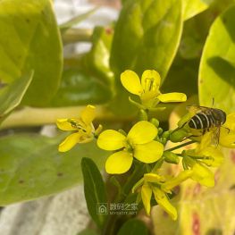 菜盆里面的小黄花