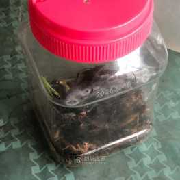 抓几只油葫芦！