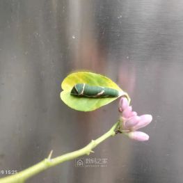柠檬叶上的另一条虫