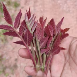 这是椿芽吗？