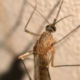 微距 一只蚊子 一只蚜虫