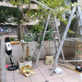 柠檬树被风吹倒、、、、鸟。