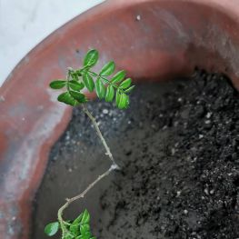 新插一支清香木