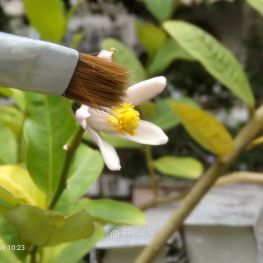 柠檬花开