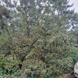 好大的山楂树，好多山楂，但不敢吃...