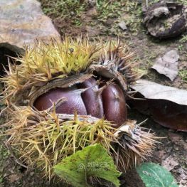 今天我去捡栗子了喔！