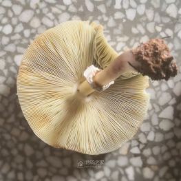 公路边捡的，各位瞧瞧，这蘑菇能食用吗？