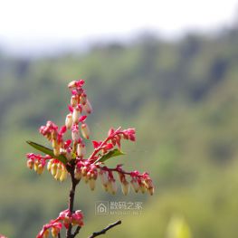 天气不错，出去走走，花花草草（重庆大学城刀背梁）