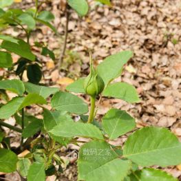 周末摸鱼随手拍花花草草