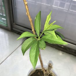 不认识的植物