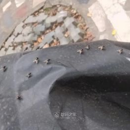 只需0.01秒就能起飞的“微型轰炸机”