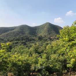 捡栗子 今天捡了25公斤