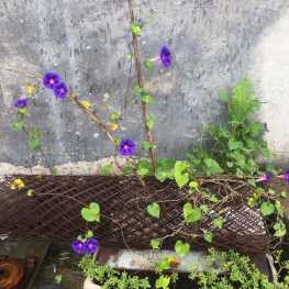 屋顶上的牵牛花