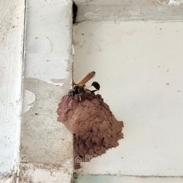 墙壁上的土蜂，这应该就是传说“螟蛉有子，蜾蠃负之”中的蜾蠃了！