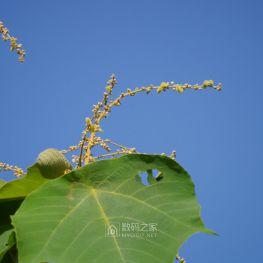 有心摄鹰鹰不来---宾得K30 55-300直出