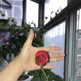 今年种的月季开花了