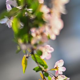 浙大紫金港校区的樱花盛开