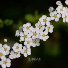白花绣线菊