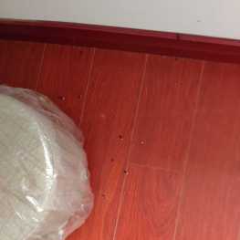 老家房间里又有蝙蝠屎，实在无法理解它是怎么进来的