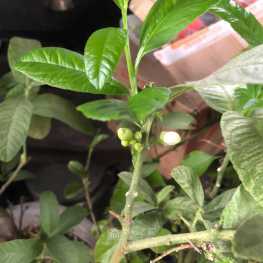 佛手开花了