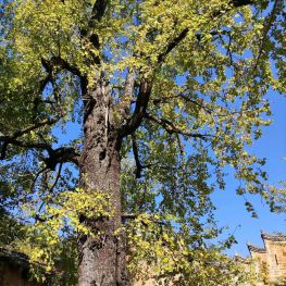 秋日南雄坪田赏银杏